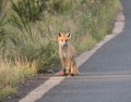 1201-1921 Namadgi Fox (1060278)